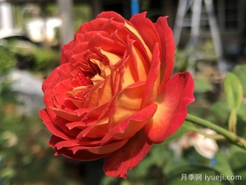 藤本浪漫宝贝月季/藤宝贝Baby Romantica