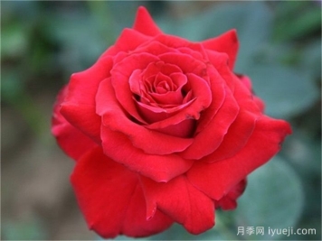 卡托尔纸牌月季/纸牌/巴卡拉Baccarat