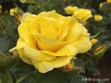 金徽章月季Golden Emblem