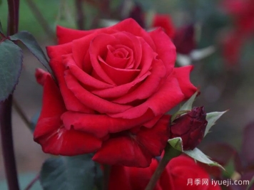 红衣主教月季Kardinal