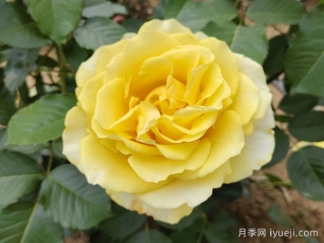 莱茵黄金月季/法尔茨黄金Pfalzer Gold