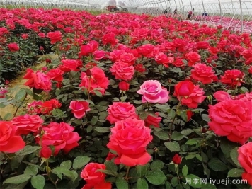 月季科学养护浇水施肥，让你少走弯路