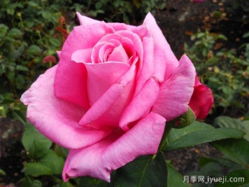 香欢喜月季/香水喜悦月季Perfume Delight