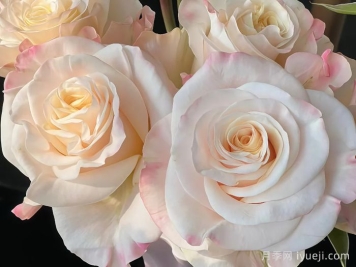 辛西娅月季Cynthia