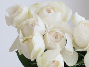 白色糖果月季Bonbon Blanc