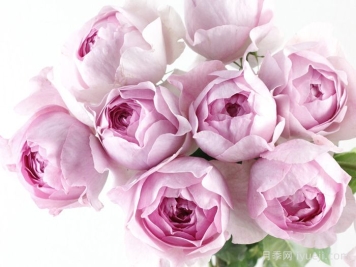 伊芙火焰月季Flamme Flambe