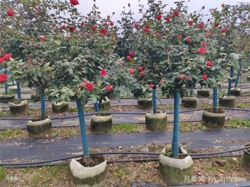 月季入秋养护知识，秋季修剪现在开始