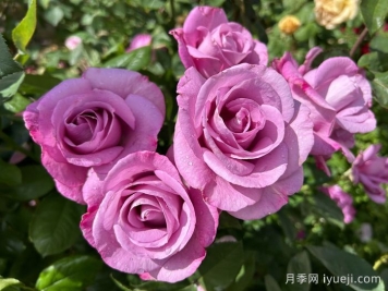 忧郁蓝调月季Moody Blues