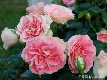 纨绔子弟月季/阔佬Jet Set