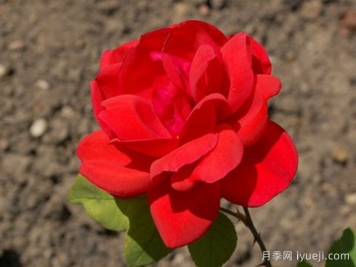 法国小姐月季/漂亮女孩Miss France