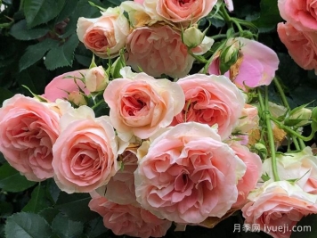 纨绔子弟月季/法国小姐月季