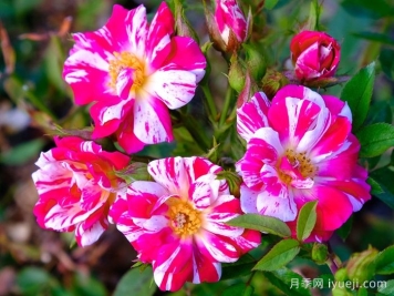 月季育种家：美国Ralph S.Moore(拉尔夫摩尔)，微月之父