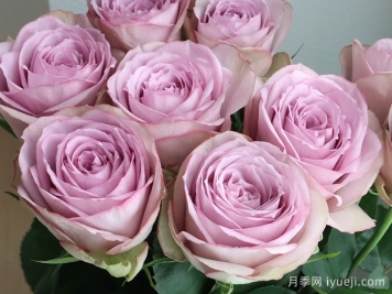 紫丁香月季/丁香经典月季Lilac Classic