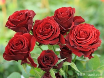 永远的莫尔德月季/莫尔德永远Molde Forever