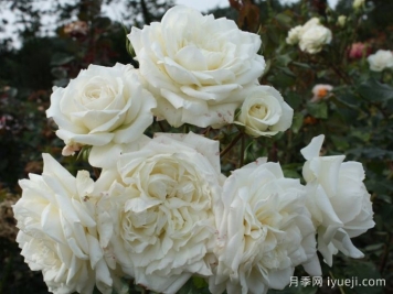 阿拉斯加月季/冰雪奇缘/雪国Alaska