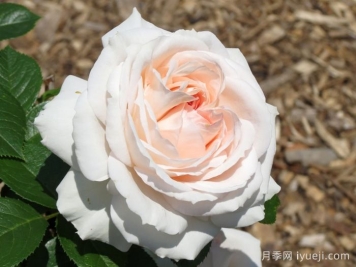 腮红门廊月季/腮红花环月季Blush Veranda