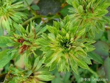 绿萼月季Viridiflora