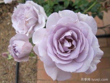 蓝宝石月季/紫香Blue Bajou