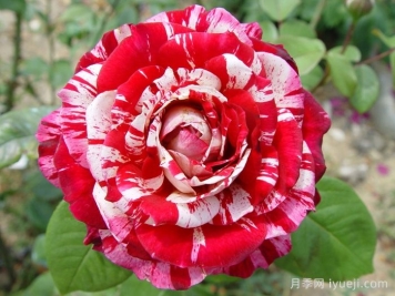 胡里奥月季/伊格莱西亚斯Julio Iglesias