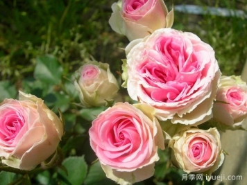 藤本小伊甸园/藤小伊月季Cl.Mimi Eden