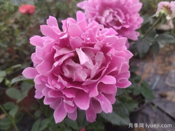 梦幻褶边月季/梦幻波浪Fancy Ruffle