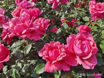 南阳市月季国家林木种质资源库用途和意义