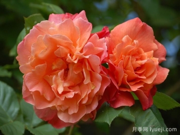 西方大地月季Westerland