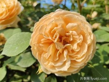 玛格丽特王妃月季Crown Princess Margareta