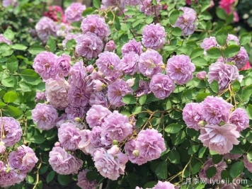 蓝色阴雨月季Rainy Blue