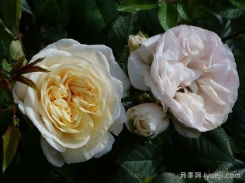 永远的格陵兰月季/格陵兰Greenland Forever