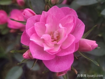 天荷繁星月季/天荷Heavenly Lotus