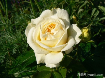 天使花环月季/天使门廊月季Angel Flower Circus