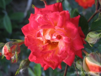 太阳姑娘月季Sun Maid