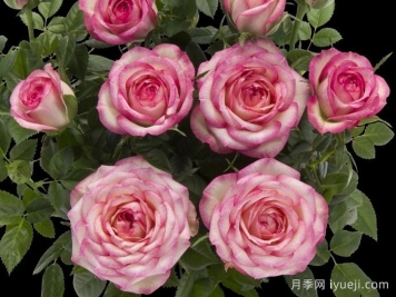 柯德娜月季Kordana(科德娜)