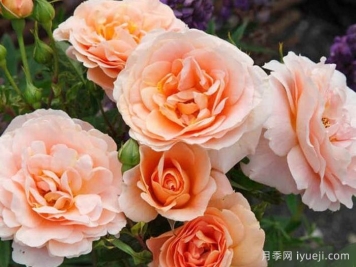 羚羊月季/羚羊柯德娜月季/飞羚月季Impala Kordana