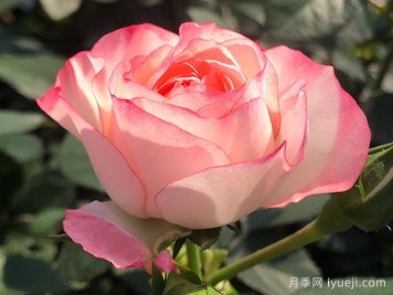 可爱多月季Lovery More