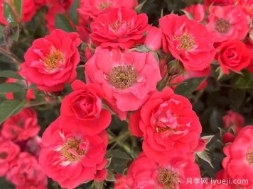 红宝石月季(微型)