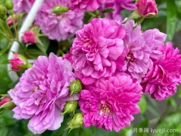 甜蜜马车月季/爆香紫月季Sweet Chariot