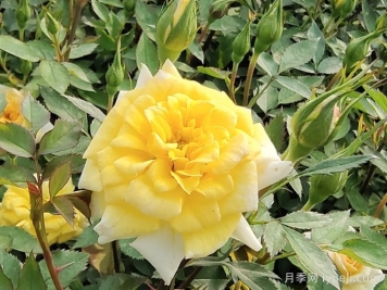 金太阳月季Gold Sun