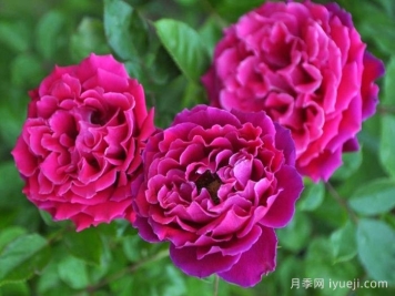 魅力波浪月季/魅力褶裙月季Glamorous Ruffle