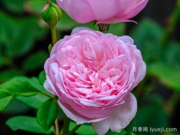 圣埃泽布嘉月季/圣伊莎伯格St.Ethelburga