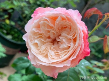 美空月季/环美空月季Tamaki Misora