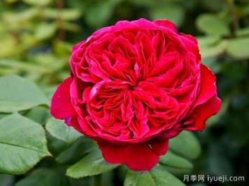 皇家胭脂月季/皇家红Rouge Royale