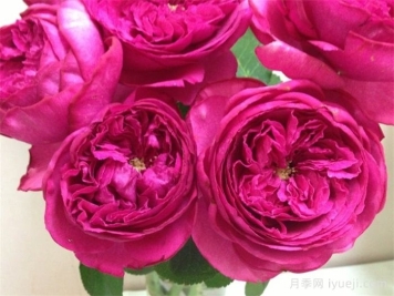 红宝石伯爵月季/伊芙红宝石Ruby Piaget