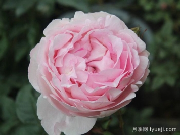 伊芙雪伯爵月季/伊芙雪吻月季Snow Piaget