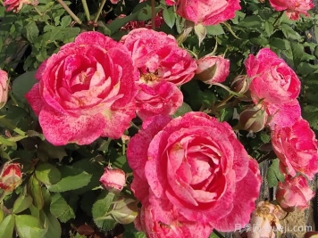 雪花肥牛月季/蜡烛夫人月季Lady Candle