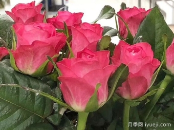 初心月季(切花)