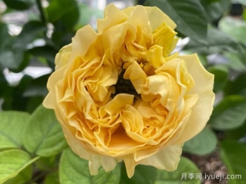 四浪漫月季/唯有浪漫/四恋All four romance