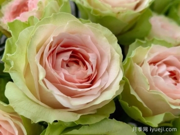 吸引力月季/地心引力月季Gravity