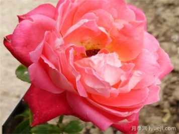 博比卢卡斯月季/鲍比卢卡斯Bobbie Lucas